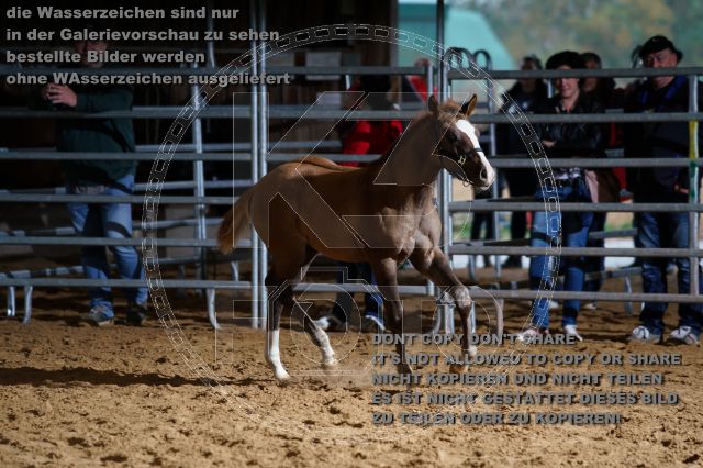 s_K3F04787.JPG